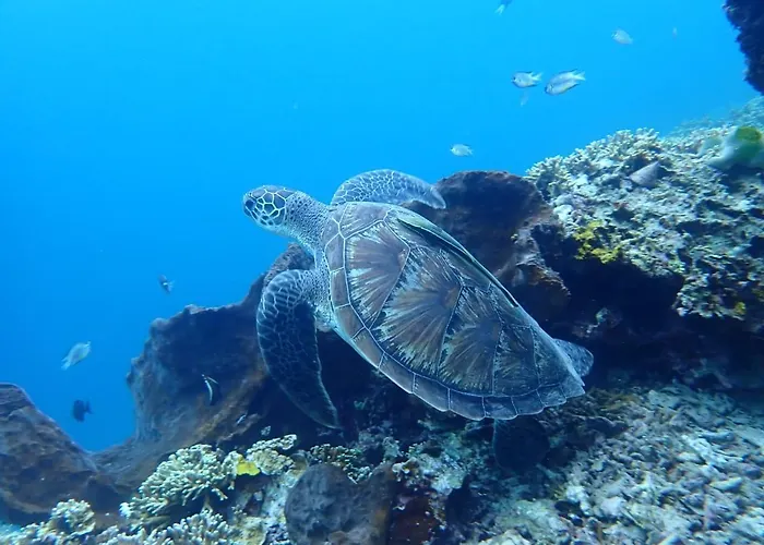 Pasir Putih - Menjangan Lodge